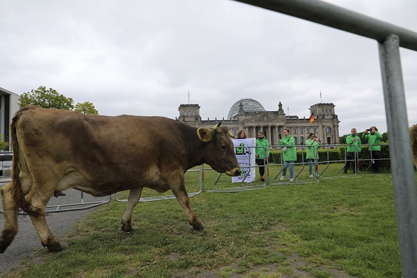 Foto - İnekler meclis bahçesinde otladı 