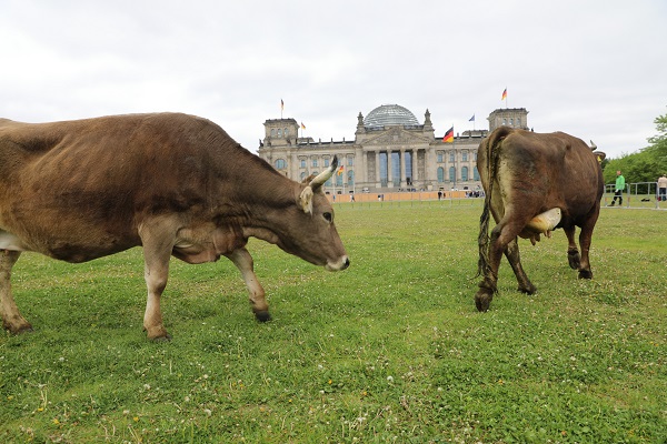 Foto - İnekler meclis bahçesinde otladı 
