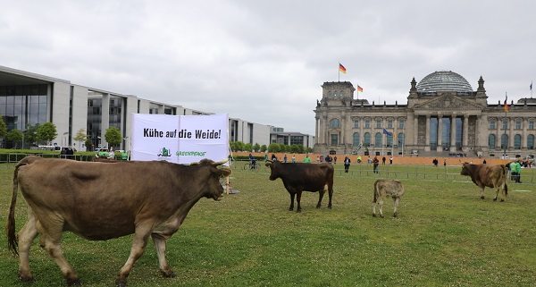 Foto - İnekler meclis bahçesinde otladı 