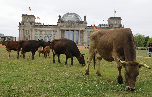 Foto - İnekler meclis bahçesinde otladı 