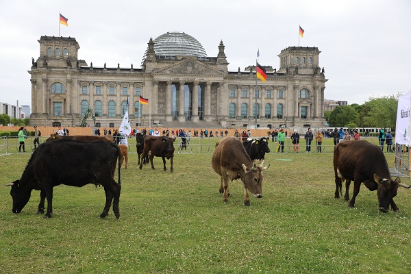 Foto - İnekler meclis bahçesinde otladı 