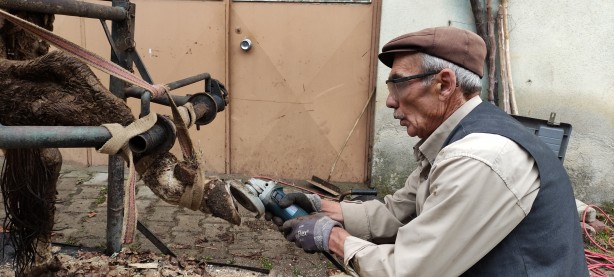 Foto - İneklere öyle bir şey yaptı ki şimdi süt fışkırıyor! Herkes bu adamı arıyor