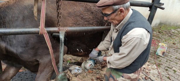 İneklere öyle bir şey yaptı ki şimdi süt fışkırıyor! Herkes bu adamı arıyor