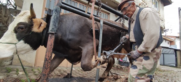 Foto - İneklere öyle bir şey yaptı ki şimdi süt fışkırıyor! Herkes bu adamı arıyor