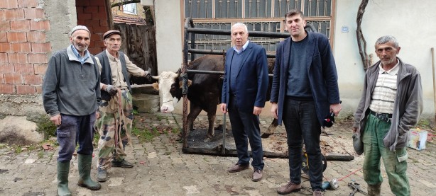 Foto - İneklere öyle bir şey yaptı ki şimdi süt fışkırıyor! Herkes bu adamı arıyor