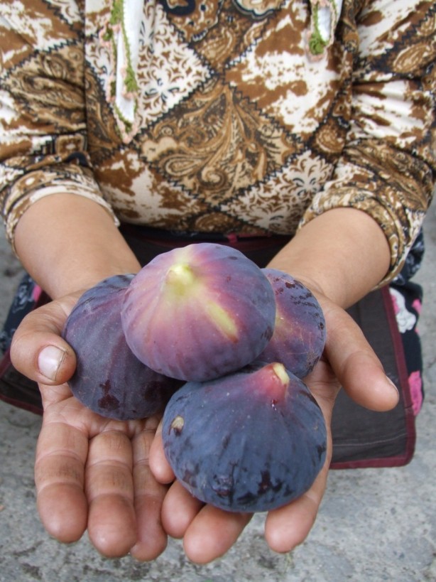 Foto - İngiliz kraliyetinin peşinde olduğu meyve! Hasat başladı