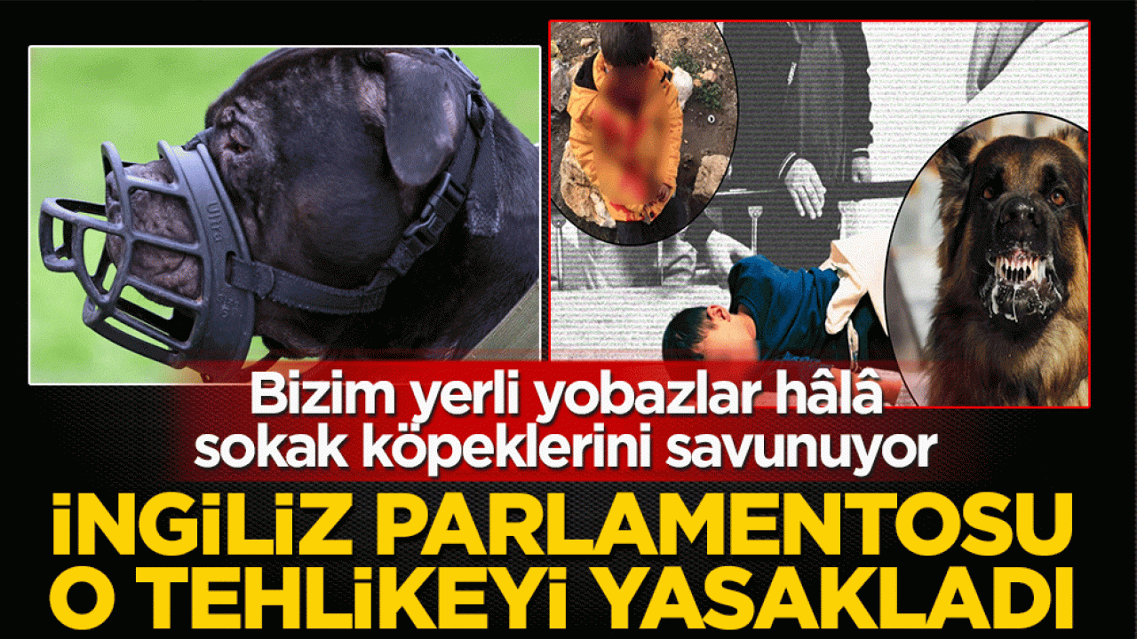 İngiliz parlamentosu o tehlikeyi yasakladı! Bizim yerli yobazlar hâlâ sokak köpeklerini savunuyor