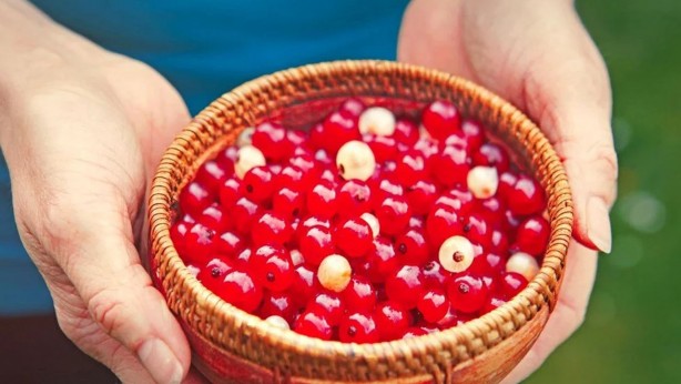 İngiliz profesörün favorisi: Ömrü 10 yıl uzatıyor! Öyle faydalı ki girdiği evde kalp krizi yaşanmıyor! Herkes şaşkın!