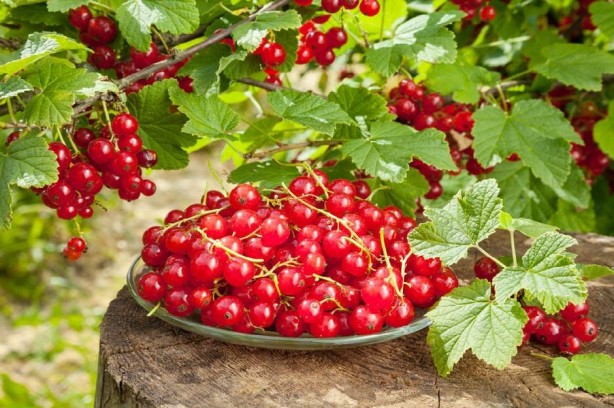 Foto - İngiliz profesörün favorisi: Ömrü 10 yıl uzatıyor! Öyle faydalı ki girdiği evde kalp krizi yaşanmıyor! Herkes şaşkın!