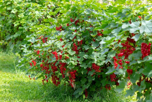 Foto - İngiliz profesörün favorisi: Ömrü 10 yıl uzatıyor! Öyle faydalı ki girdiği evde kalp krizi yaşanmıyor! Herkes şaşkın!