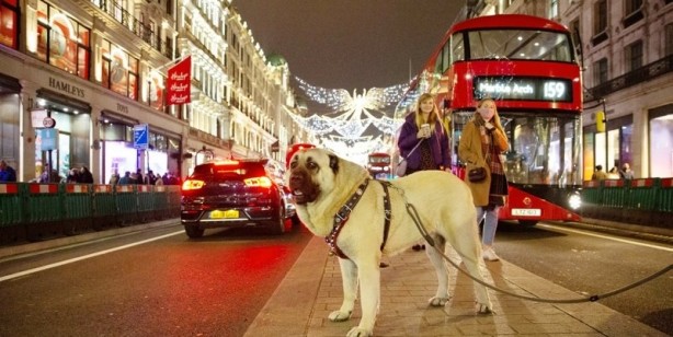 Foto - İngilizler hayran kaldı! Fotoğraf çekilmek için sıraya girdiler