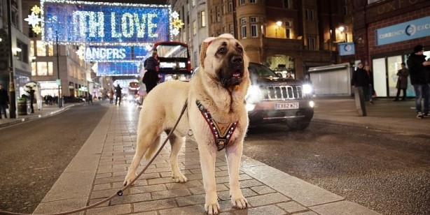 Foto - İngilizler hayran kaldı! Fotoğraf çekilmek için sıraya girdiler