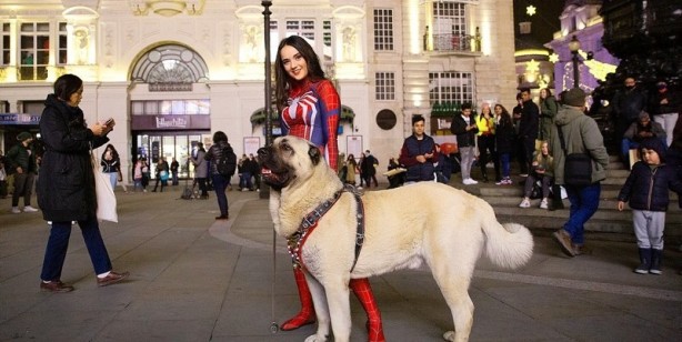 Foto - İngilizler hayran kaldı! Fotoğraf çekilmek için sıraya girdiler