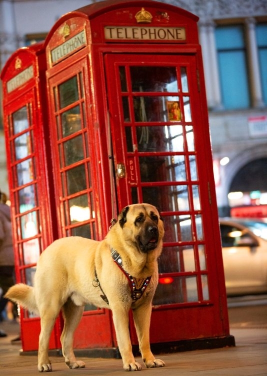 Foto - İngilizler hayran kaldı! Fotoğraf çekilmek için sıraya girdiler