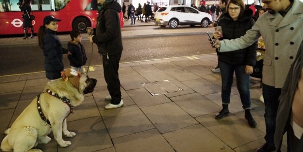 Foto - İngilizler hayran kaldı! Fotoğraf çekilmek için sıraya girdiler