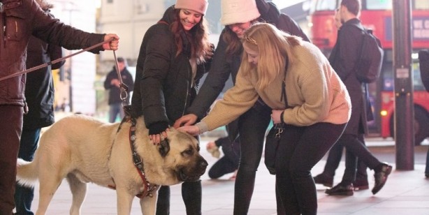 Foto - İngilizler hayran kaldı! Fotoğraf çekilmek için sıraya girdiler