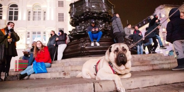 Foto - İngilizler hayran kaldı! Fotoğraf çekilmek için sıraya girdiler