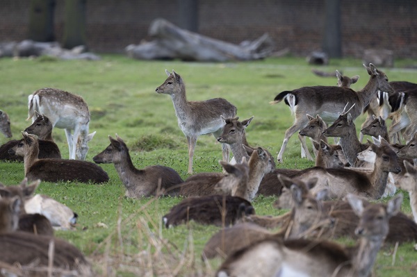 Foto - İngiltere tam 957 yıl önceye döndü!