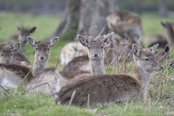 Foto - İngiltere tam 957 yıl önceye döndü!