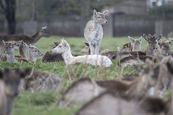 Foto - İngiltere tam 957 yıl önceye döndü!