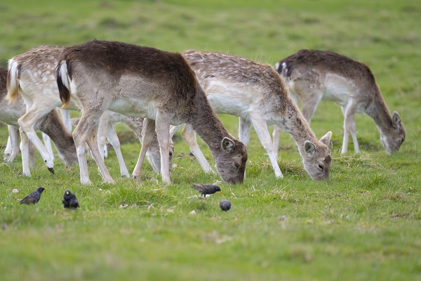 Foto - İngiltere tam 957 yıl önceye döndü!