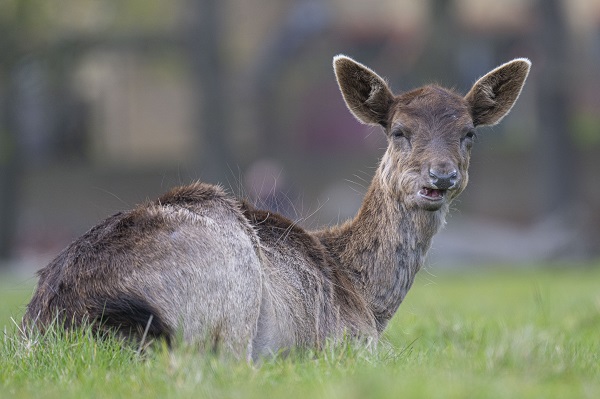 Foto - İngiltere tam 957 yıl önceye döndü!