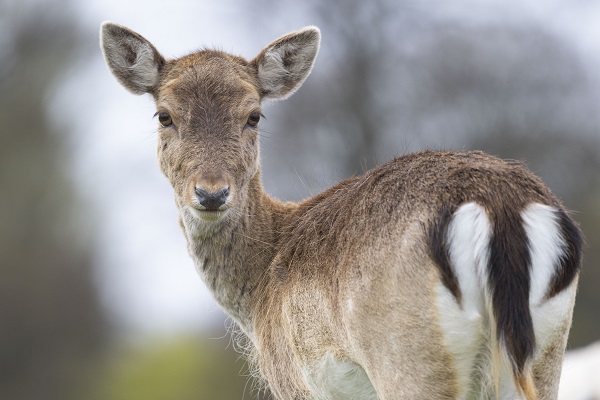 Foto - İngiltere tam 957 yıl önceye döndü!