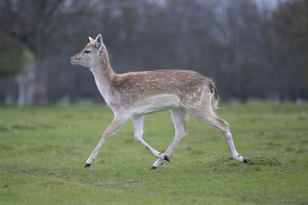 Foto - İngiltere tam 957 yıl önceye döndü!