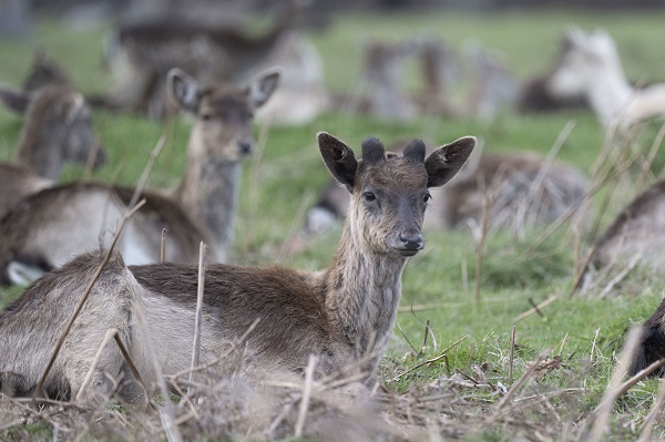 Foto - İngiltere tam 957 yıl önceye döndü!