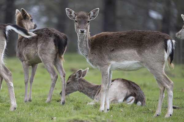 Foto - İngiltere tam 957 yıl önceye döndü!