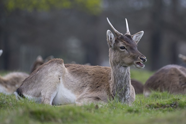 Foto - İngiltere tam 957 yıl önceye döndü!
