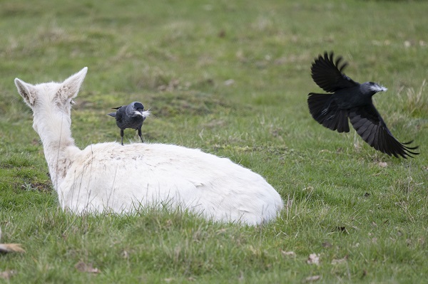 Foto - İngiltere tam 957 yıl önceye döndü!