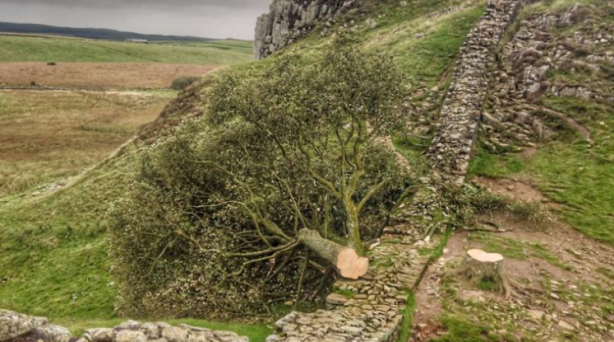 İngiltere'de 300 yıllık dünyaca ünlü bir tarihi çınar ağacı: Metrelerce derinlikteki topraklarından bakın nasıl çıkarıldı!