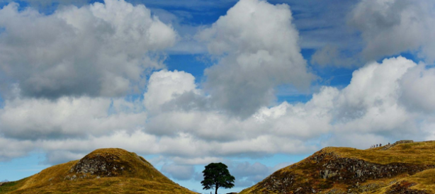 Foto - İngiltere'de 300 yıllık dünyaca ünlü bir tarihi çınar ağacı: Metrelerce derinlikteki topraklarından bakın nasıl çıkarıldı!