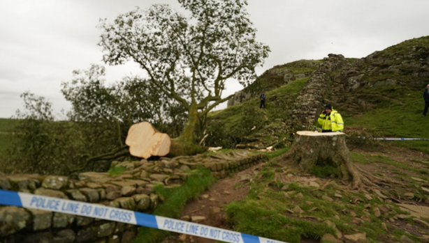 Foto - İngiltere'de 300 yıllık dünyaca ünlü bir tarihi çınar ağacı: Metrelerce derinlikteki topraklarından bakın nasıl çıkarıldı!