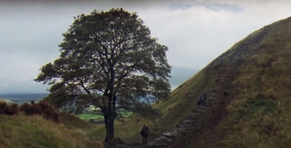 Foto - İngiltere'de 300 yıllık dünyaca ünlü bir tarihi çınar ağacı: Metrelerce derinlikteki topraklarından bakın nasıl çıkarıldı!