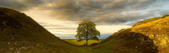 Foto - İngiltere'de 300 yıllık dünyaca ünlü bir tarihi çınar ağacı: Metrelerce derinlikteki topraklarından bakın nasıl çıkarıldı!
