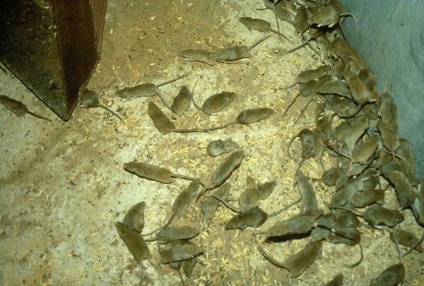 O ülkede büyük korku! Tüm ülkeyi istila ettiler