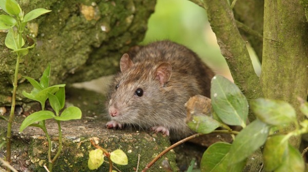 Foto - O ülkede büyük korku! Tüm ülkeyi istila ettiler