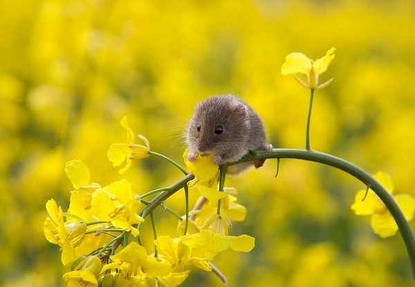 Foto - O ülkede büyük korku! Tüm ülkeyi istila ettiler