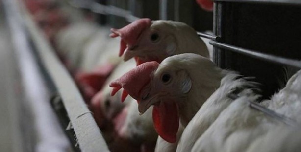 Foto - İngiltere’de kuş gribi alarmı