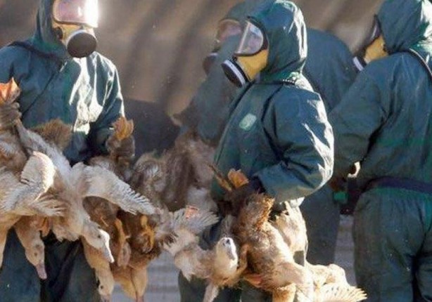 Foto - İngiltere’de kuş gribi alarmı