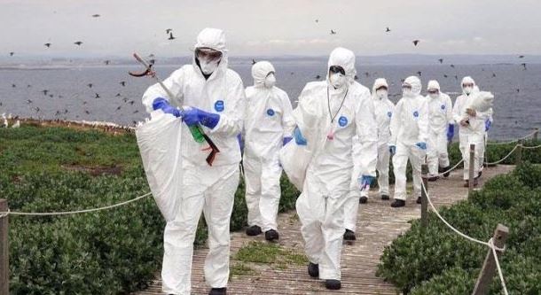 Foto - İngiltere’de kuş gribi alarmı