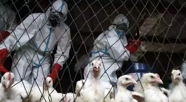 Foto - İngiltere’de kuş gribi alarmı