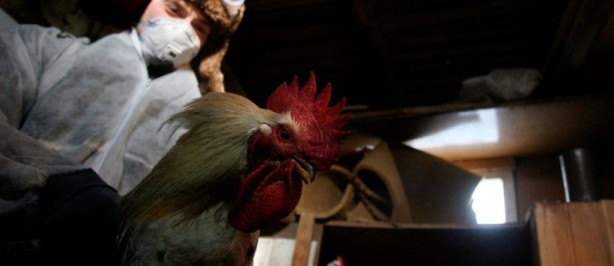 Foto - İngiltere’de kuş gribi alarmı