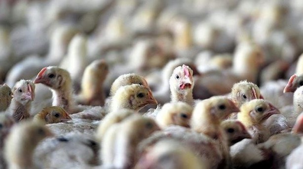 Foto - İngiltere’de kuş gribi alarmı