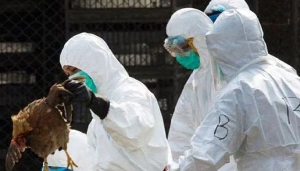 Foto - İngiltere’de kuş gribi alarmı