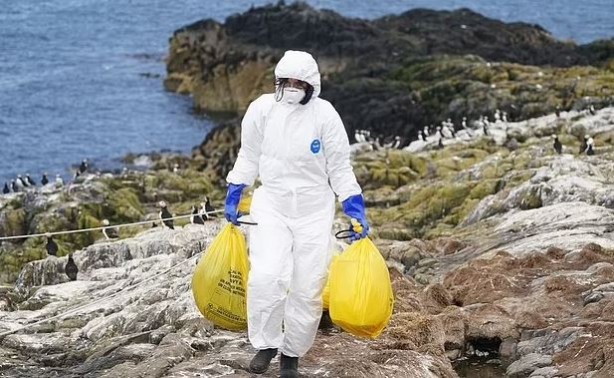 Foto - İngiltere’de kuş gribi alarmı