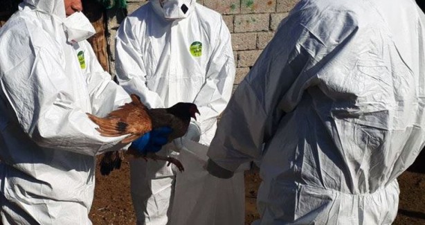 İngiltere’de kuş gribi alarmı