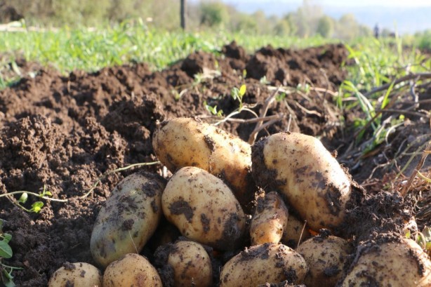 Foto - İnmelere bile neden olabiliyor! Her gün ayıla bayıla yiyoruz ama damarları bitiriyor! 